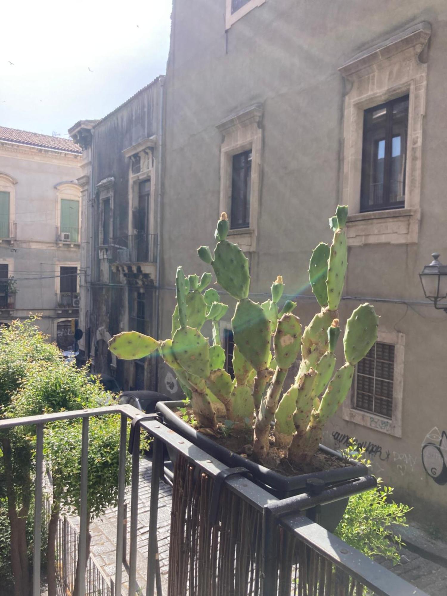 Àita Domus Catânia Exterior foto